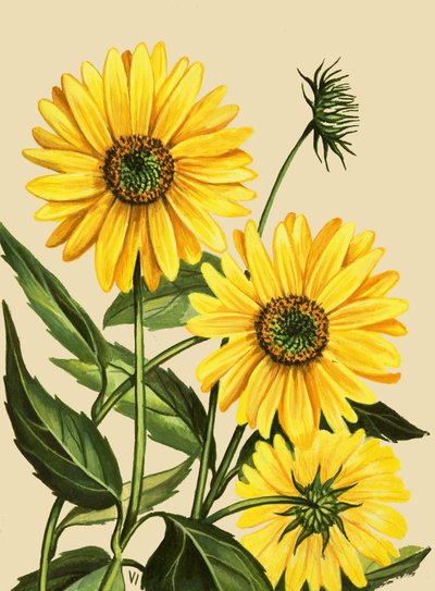 Sunflower by English School